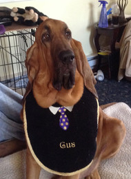 Gus the Bloodhound