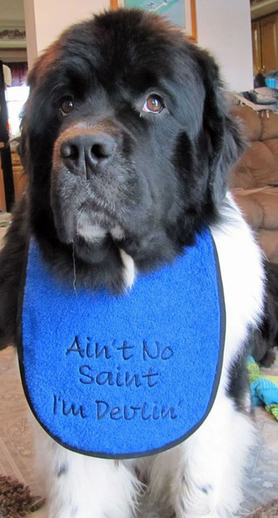 Large royal blue terry bib