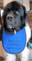 Large royal blue terry bib
