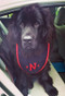 medium black terry bib
