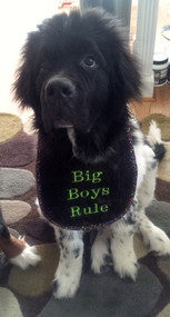 Puppy size black terry bib