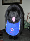 Puppy size royal blue terry drool bib