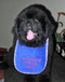 Puppy size royal blue terry drool bib