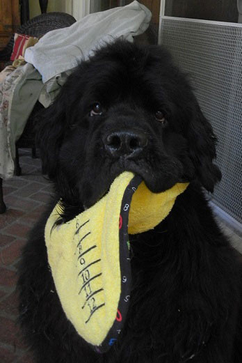 large yellow terry drool bib