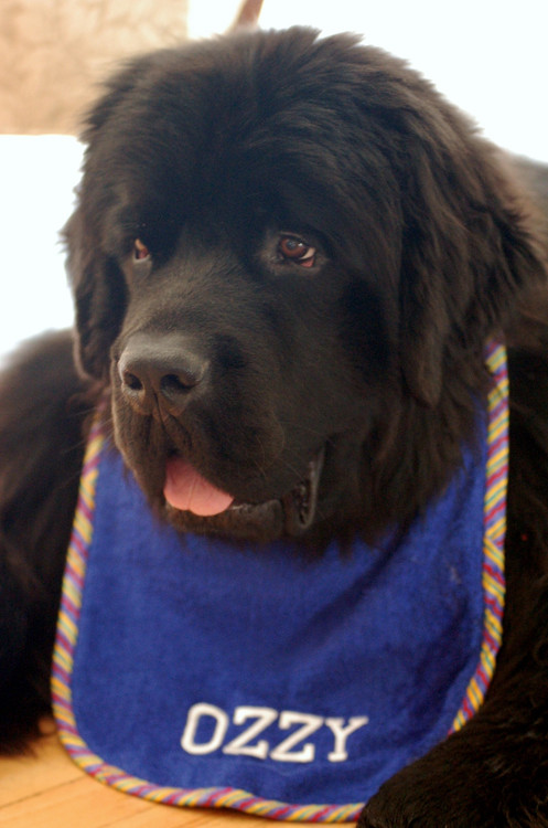 large royal blue terry drool bib