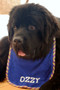 large royal blue terry drool bib