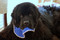 large royal blue terry drool bib