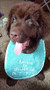medium turquoise terry bib
