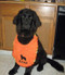 large orange terry drool bib