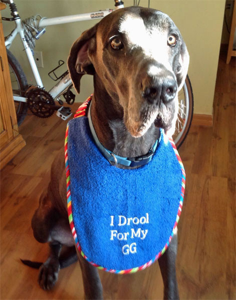 large royal blue drool bib