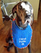 large royal blue drool bib
