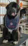 large navy terry bib