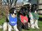 assorted christmas bibs