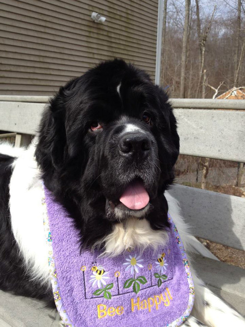 Large lavender terry drool bib