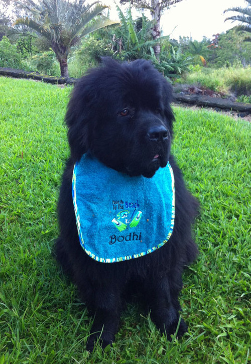 large turquoise terry drool bib