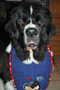 large royal blue terry drool bib