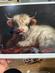 Card, Cow Highland Pendleton Blanket