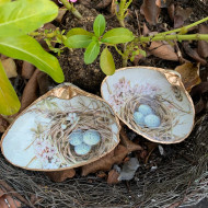 Shell, Birds Nest Blue Eggs