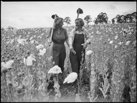 Opium field, Armidale