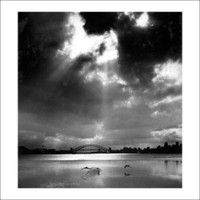 Rose Bay Ibis and Harbour Bridge, 2001