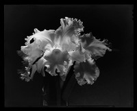 White Orchid, Karae Lyn Sugiyama, 1937