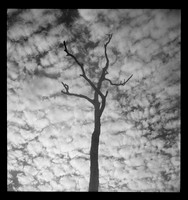 'Alto-Cumulus, 15,000-20,000 feet' aka 'Cirrus', Bawley Point, c 1939