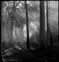Blue Gum Forest, Blue Mountains, 1952