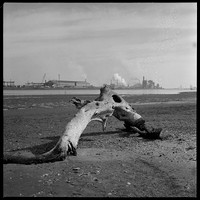 BHP and slaughtered mangroves, Newcastle, 1969