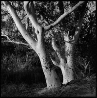 Angophora Costata, Castlecrag, 1972