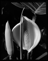 Monstera Deliciosa, Castlecrag, 1970