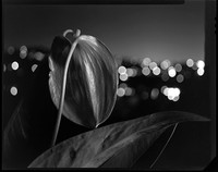 Anthurium, Castlecrag, 1983