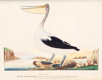 Australian pelican, 1790s