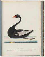 Black swan, 1790s