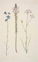 Campanula, Unindentified and Anthericum, 1788-91