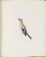 Dollar bird, 1791