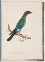 Dollar bird, 1792