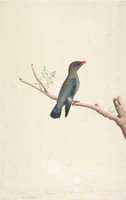 Dollar bird, 1793