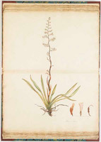 Flax plant of Norfolk Island, 1790s
