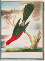 King parrot (male), 1790s