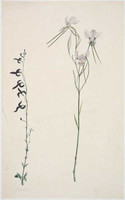 Lobelia and Orchid, 1788-91