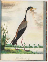 Masked lapwing, 1790s