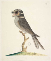 Owlet nightjar, 1790s
