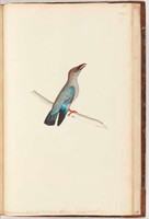 Pacific roller, c.1797