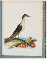 Sooty tern, 1790s