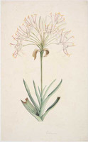 Swamp lily, 1788-91