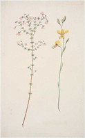 Unidentified and Golden donkey orchid, 1788-91