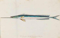 Unidentified fish, 1790s a5206007b