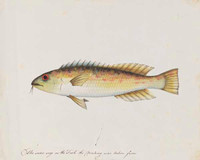 Unidentified fish, 1790s a5206007t