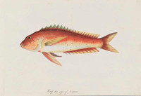 Unidentified fish, 1790s a5206009b
