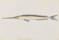 Unidentified fish, 1790s a5206012b
